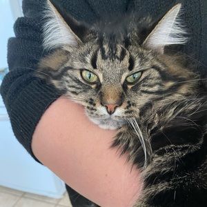 Meet your Posher, Robin